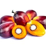 Socfin Indonesia Oil Palm Seedlings