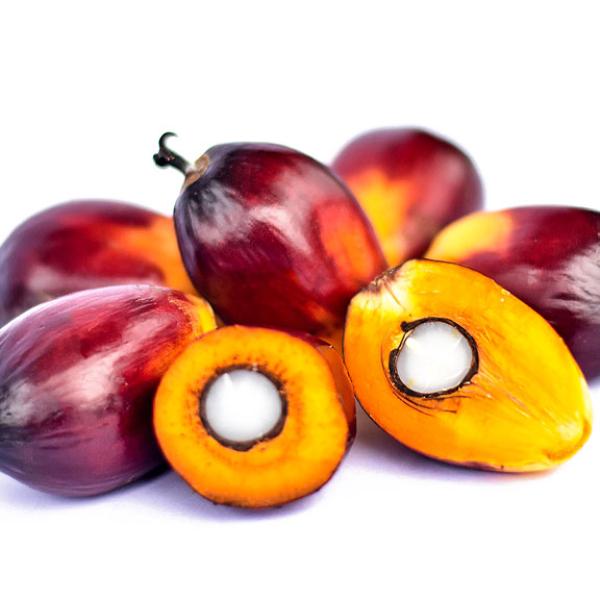 Socfin Indonesia Oil Palm Seedlings