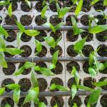 Parit Tray Media Tanam Fase Pre Nursery Sawit