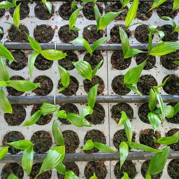 Parit Tray Media Tanam Fase Pre Nursery Sawit