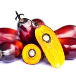 Socfin Indonesia Oil Palm Seedlings