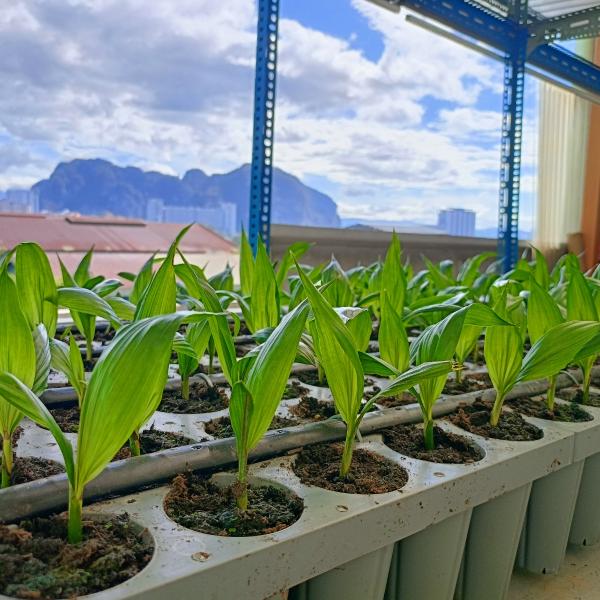 Parit Tray Media Tanam Fase Pre Nursery Sawit