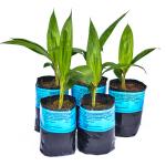 Socfin Indonesia Oil Palm Seedlings