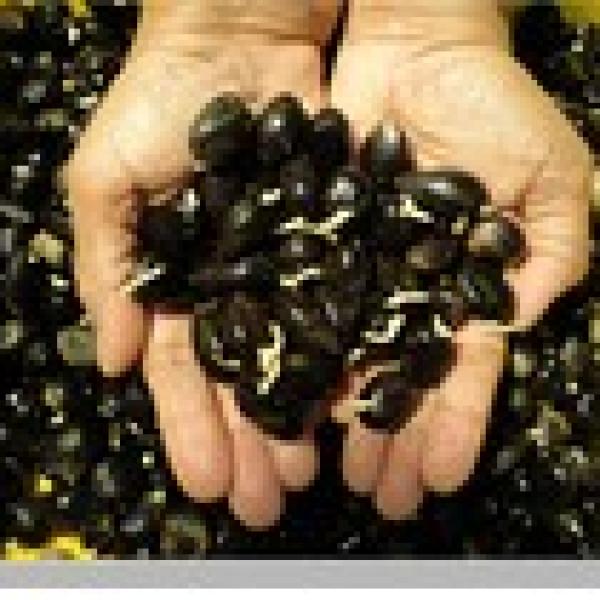 Dami Mas – Benih DxP Dami Mas