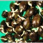 Dami Mas – Benih DxP Dami Mas