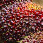Socfin Indonesia Oil Palm Seedlings