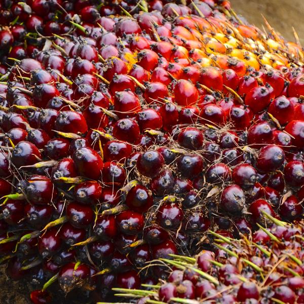 Socfin Indonesia Oil Palm Seedlings
